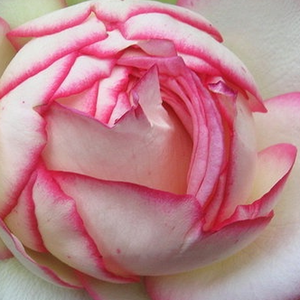 Онлайн магазин за рози - Бяло - Розов - мини родословни рози - - - Pоза Биедермеиер® - Ханс Йüрген Еверс - -
